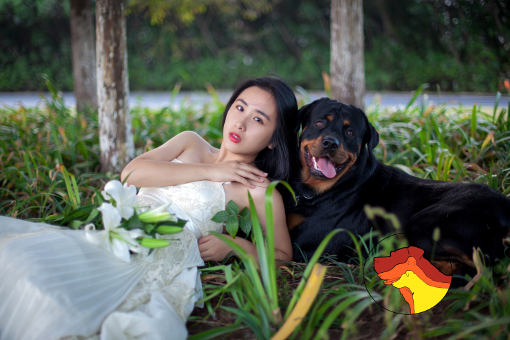 Wedding Dog – Cane al matrimonio
