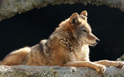 La Domesticazione del lupo